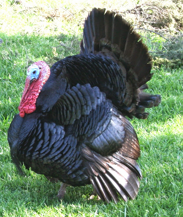 Spanish Black Turkeys