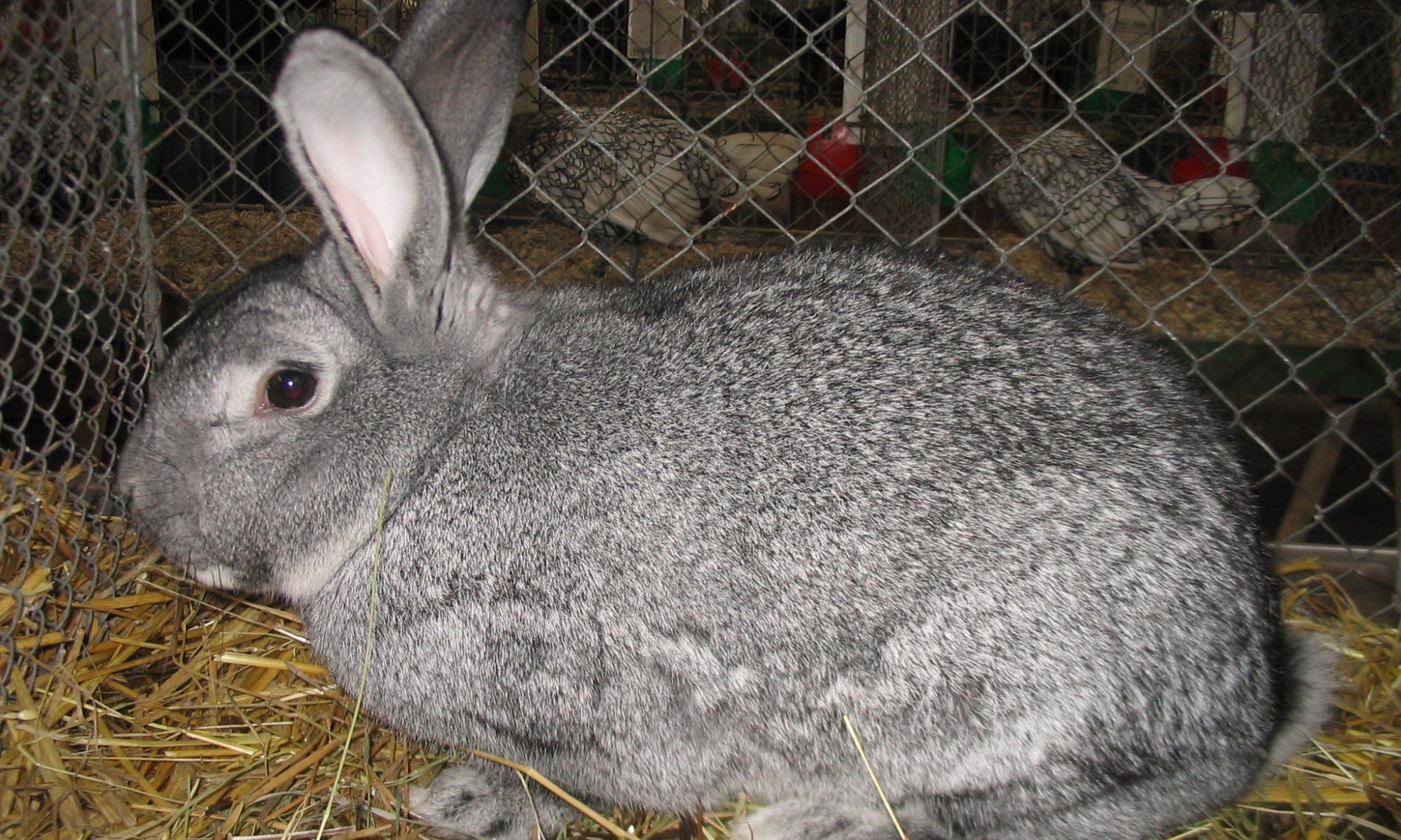 rabbit harvest walk-in cooler