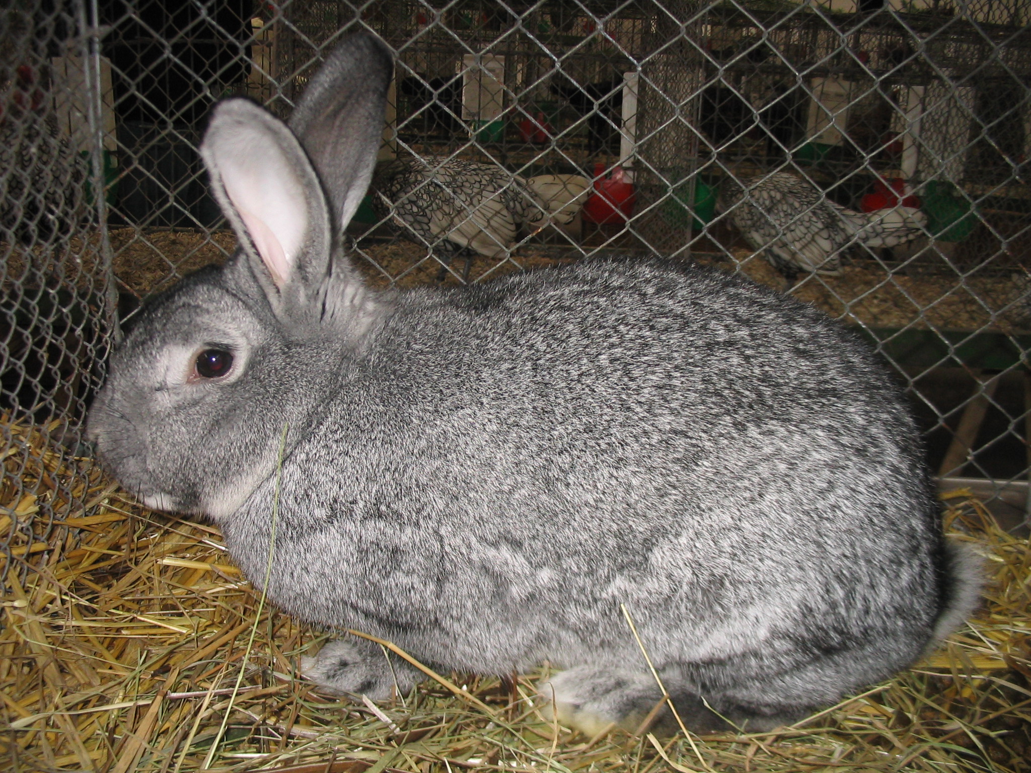 rabbit harvest walk-in cooler